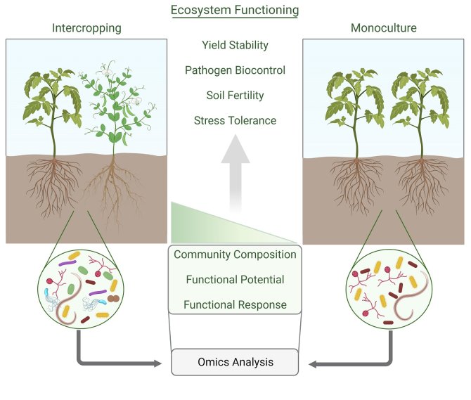 Deciphering The Soil Microbiome For Optimized Intercropping - WUR